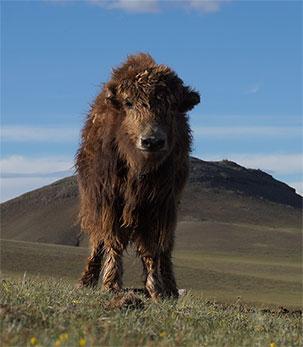 Duvet de yack de Mongolie