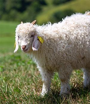 Chèvre mohair élevée en France