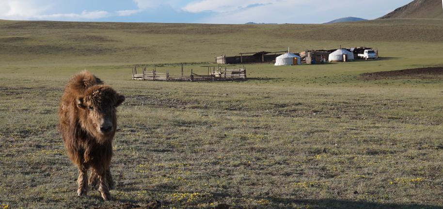 Vêtements en yack du Tibet et de Mongolie