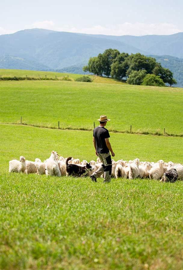 Elevage de chèvres mohair en Ariège