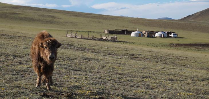 Duvet de yack de Mongolie