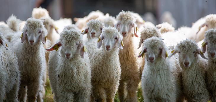 Troupeau de chèvres mohair dans les Pyrénées