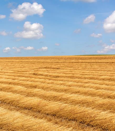 Le lin unefibre naturelle et légère