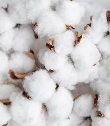 Le coton fibre végétale naturelle