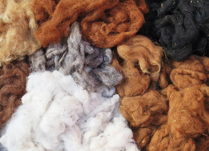 L'Alpaga, une fibre aux excellentes propriétés thermiques | La Ferme du  Mohair