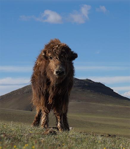 Le yack du Tibet