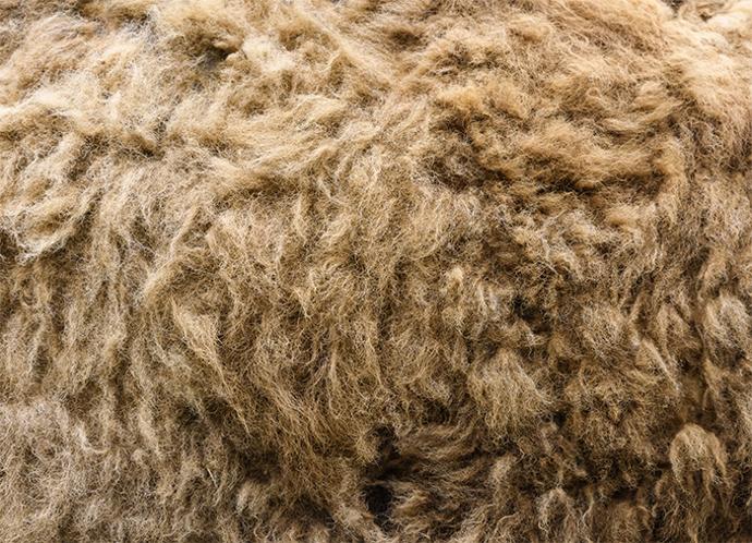 Le yack une laine très chaude