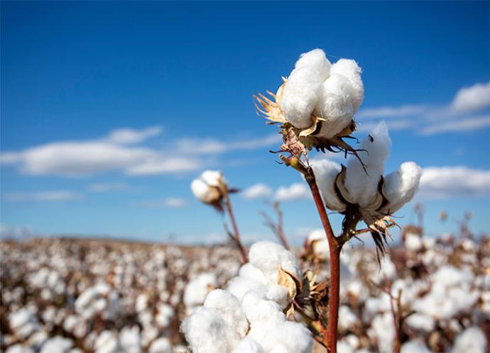 Le coton une fibre naturelle légère et vaporeuse