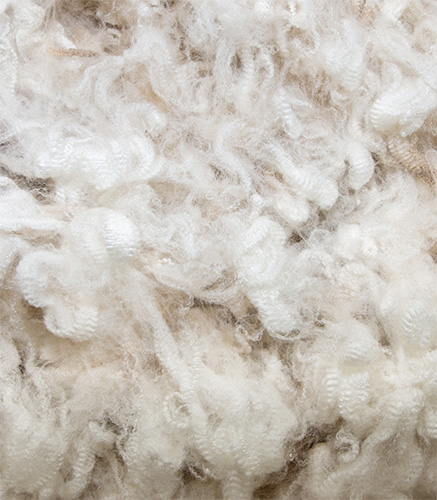 Le mérinos une laine chaude et isolante