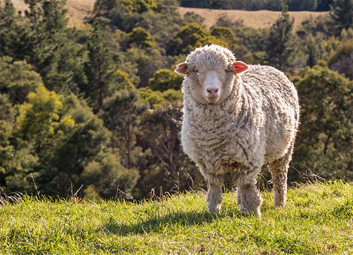 Mouton mérinos avec belle toison