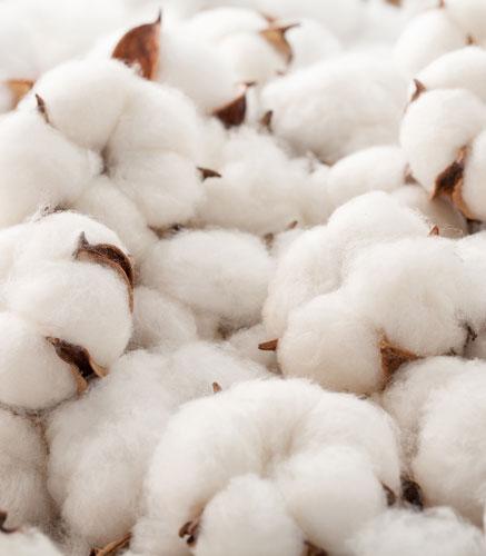 coton biologique doux