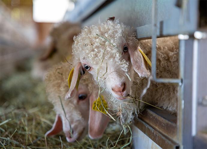 Chévre mohair élevage du Freyche en Ariège