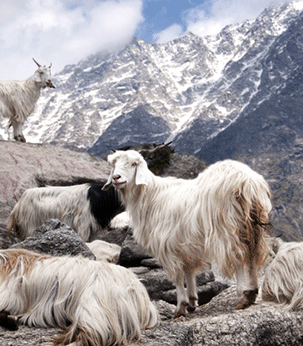 Chèvre cachemire de Mongolie