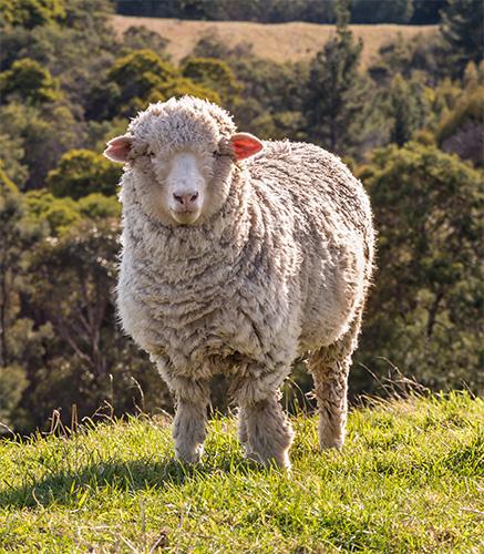 la laine mérinos fibre naturelle