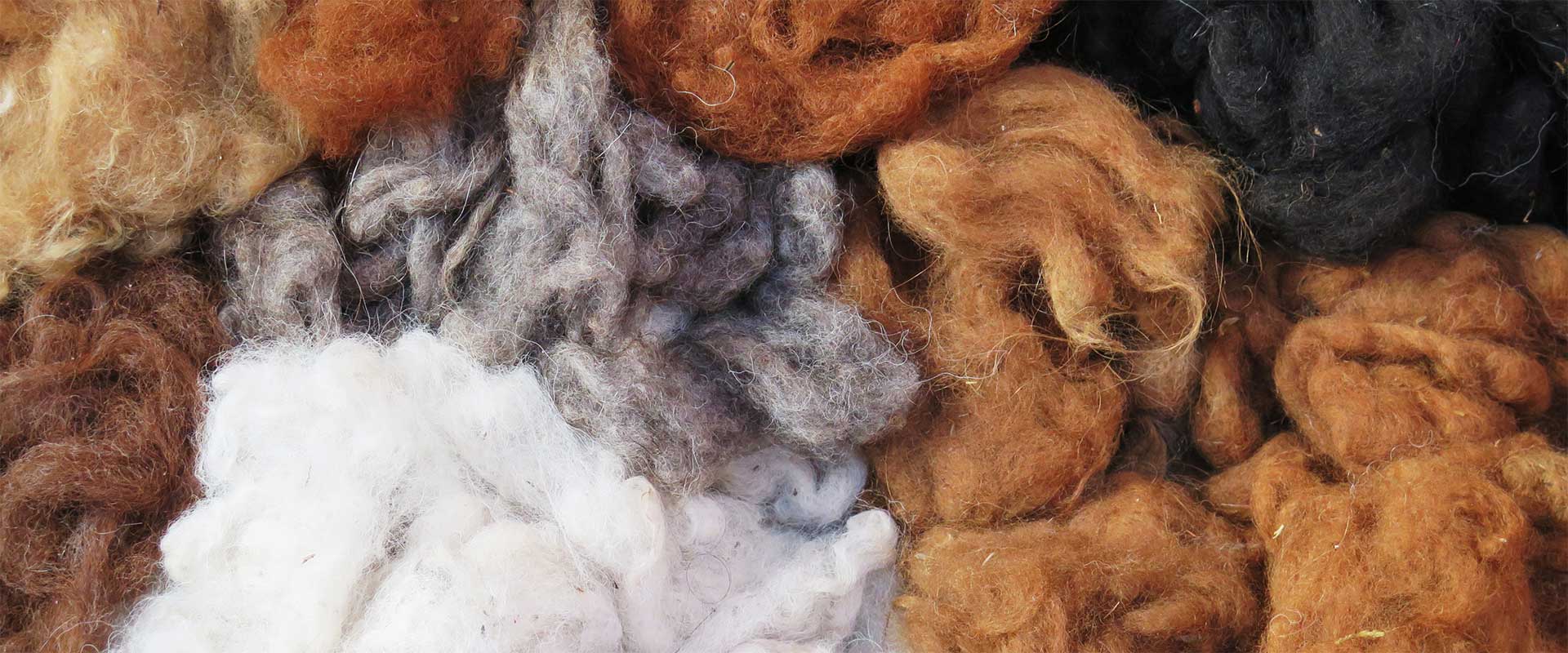 Pannolini Per Pappagalli - Set 4 Pezzi Con Papillon | Taglie S E M Per Uccelli Domestici - Foto 6