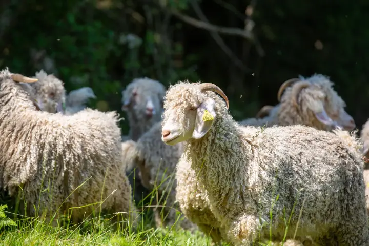Chèvres mohair