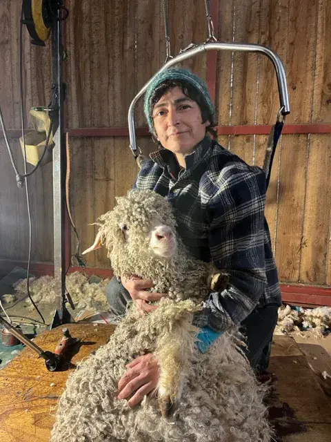 Préparation à la tonte des chèvres mohair