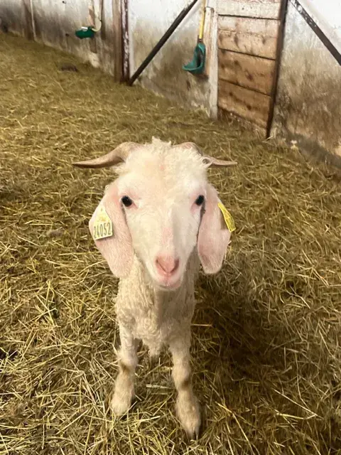 Un chevreau après la tonte