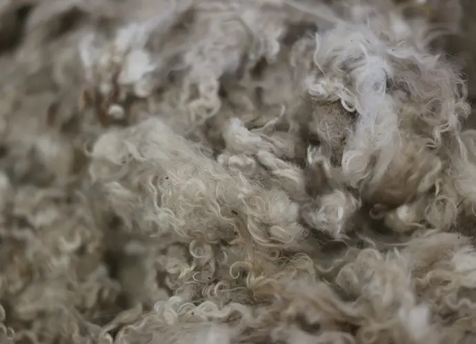 La fibre mohair