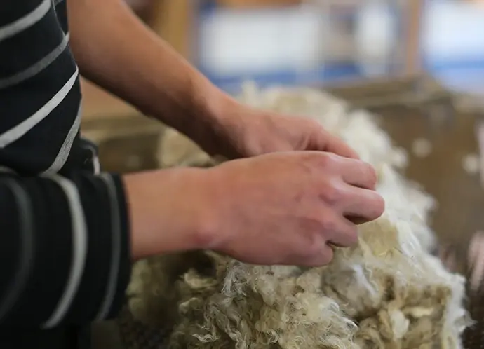 Le tri de la laine mohair