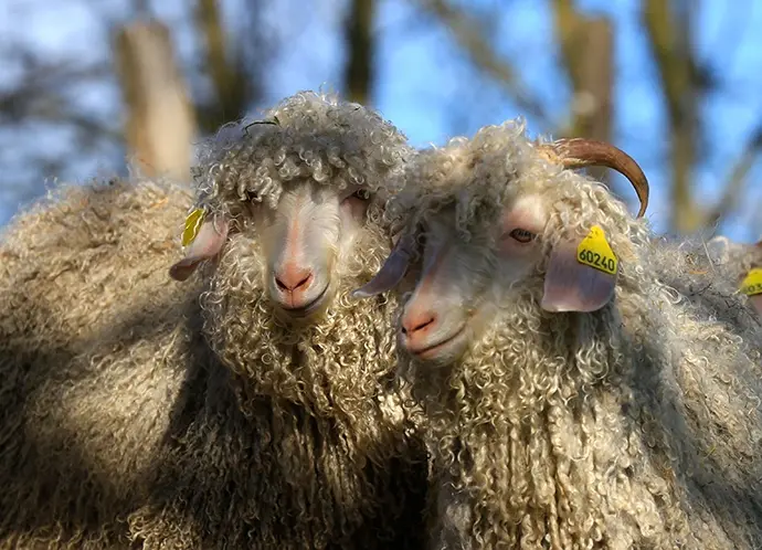 chèvres mohair