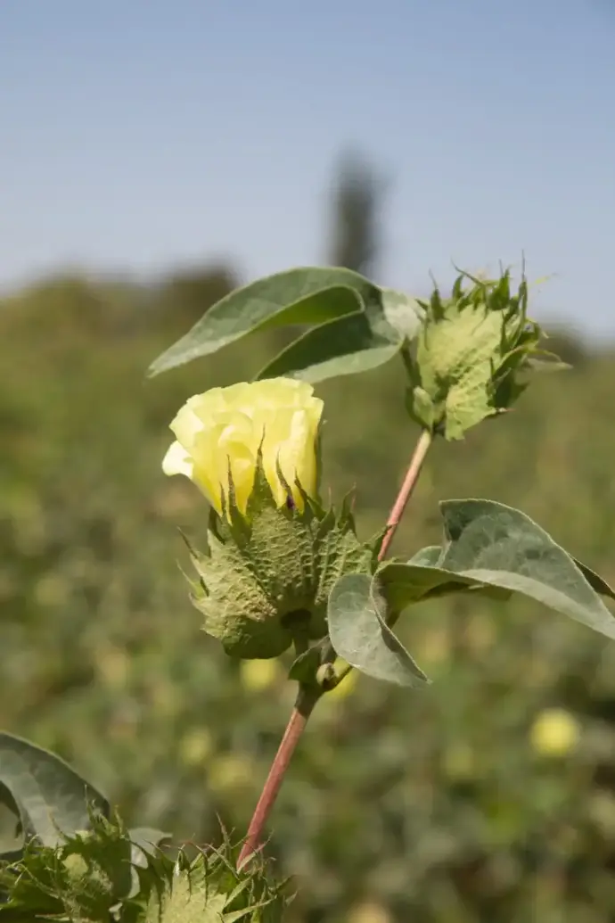 Fleur de coton Pima