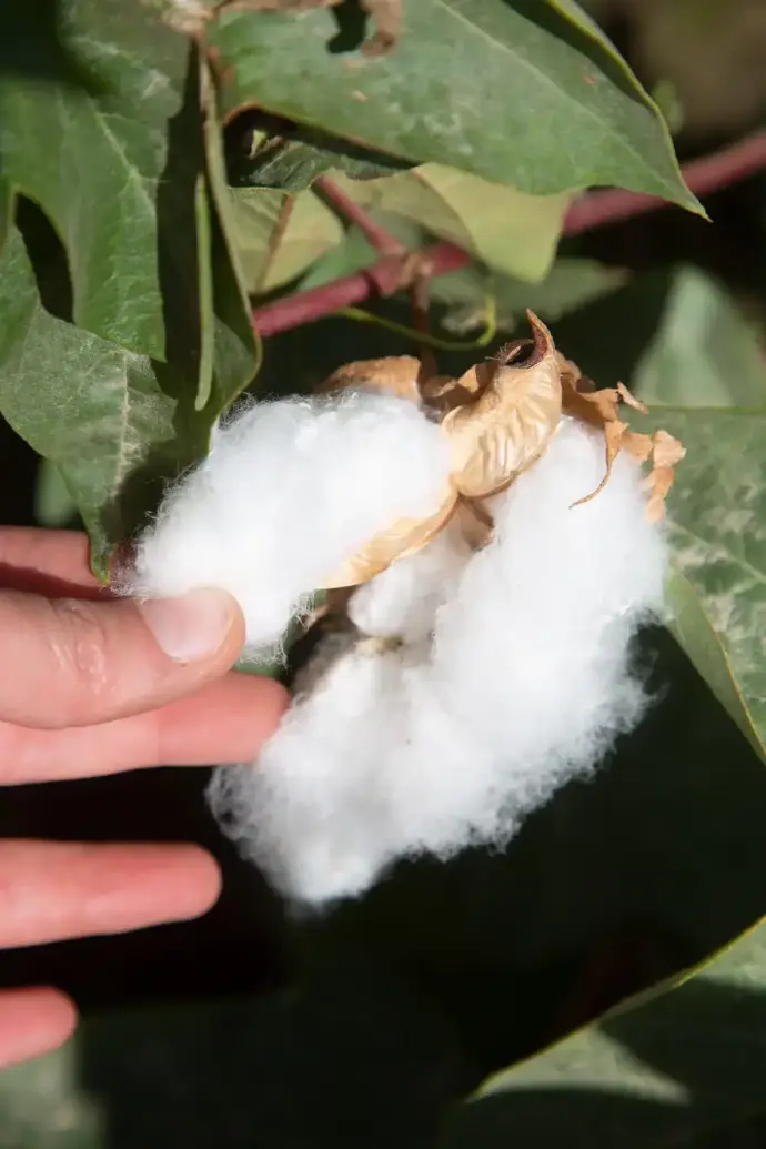Récolte à la main du coton Pima