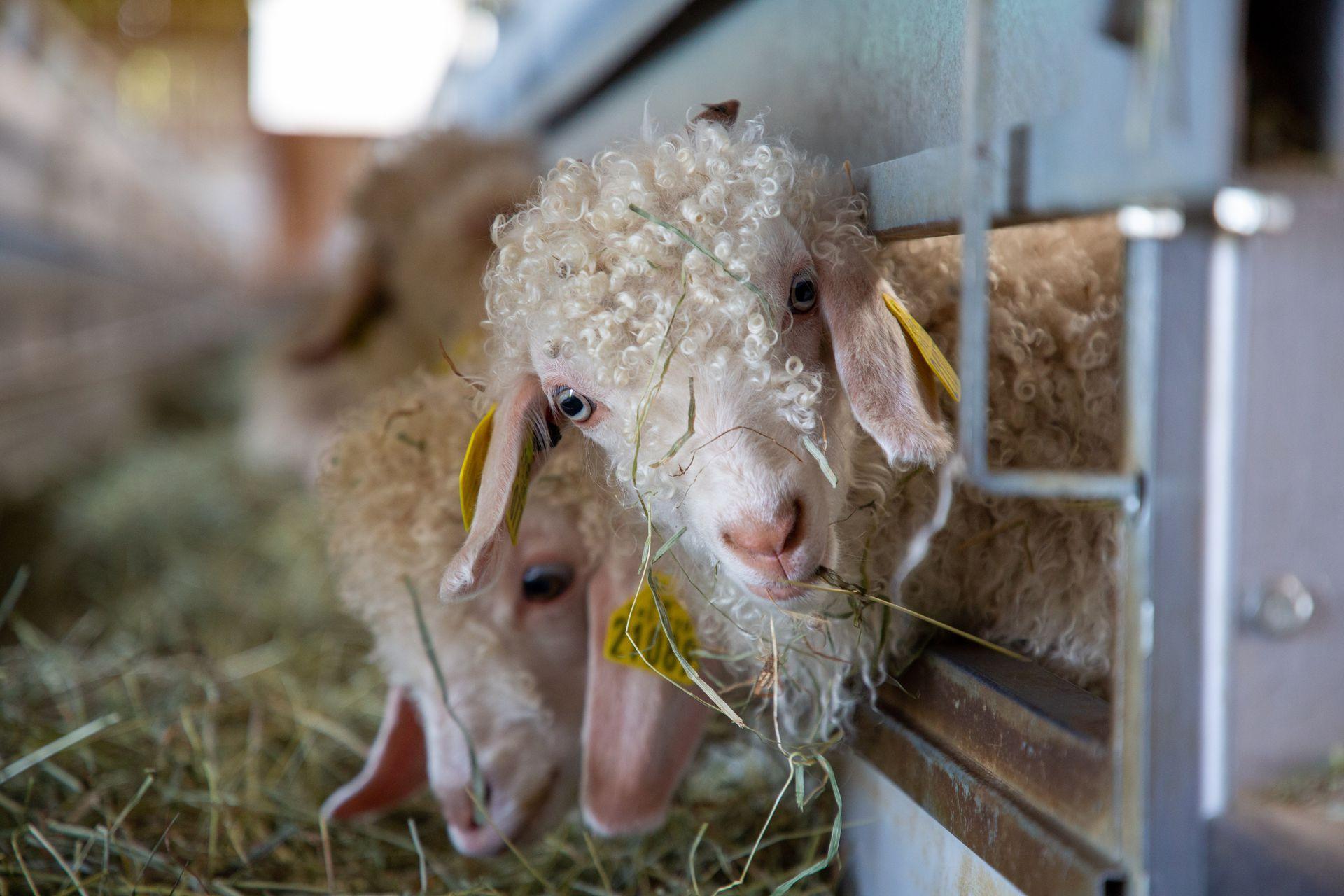 Vêtements matières naturelles : angora, mohair, mérinos, alpaga