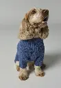 Manteau bien chaud en laine pour chien
