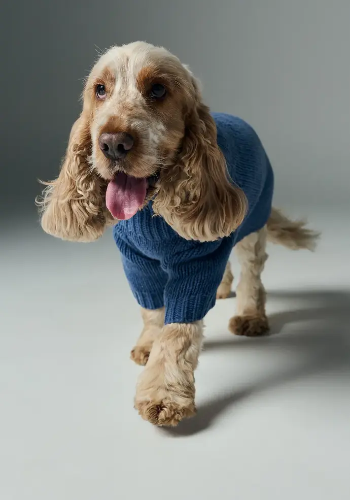 Manteau pour chien couleur bleu