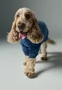 Manteau pour chien couleur bleu